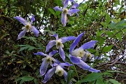 89 Fiori di Clematide alpina (Clematis alpina) in Val Vedra